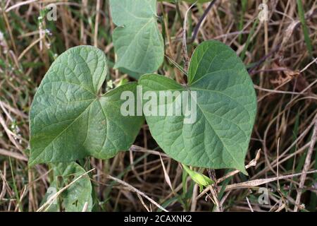 Ipomea purea, comune mattina Gloria. Pianta selvaggia sparata in estate. Foto Stock