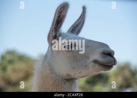Primo piano sulla testa di un lama rasato per adulti a colori, con gli anni rivolti in avanti, messa a fuoco selettiva e vista laterale Foto Stock