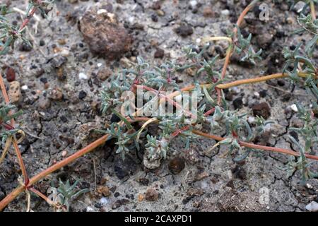 Petrosimonia brachiata - pianta selvatica sparata in estate. Foto Stock