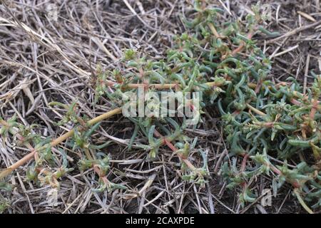 Petrosimonia brachiata - pianta selvatica sparata in estate. Foto Stock