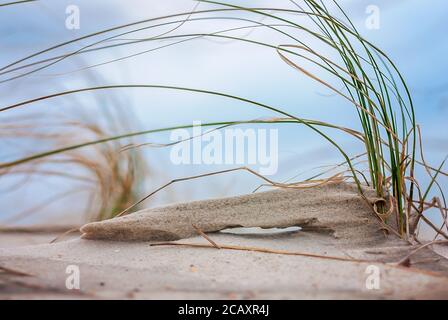 Una duna di sabbia comincia a svilupparsi intorno a avena di mare recentemente-piantata, 21 marzo 2010, nell'isola di Dauphin, Alabama. Foto Stock