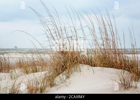 Una piccola duna di sabbia si sviluppa intorno ad un letto di avena di mare, 21 marzo 2010, nell'isola di Dauphin, Alabama. Foto Stock