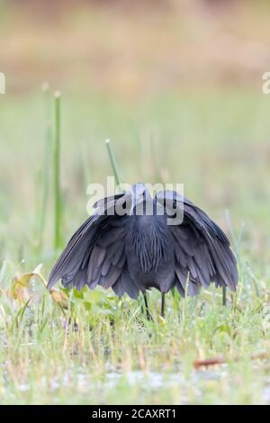 Black Heron (Egretta ardesiaca) sul lago Baringo, Kenya, è noto per il suo comportamento di caccia a baldacchino, dove le ali formano un ombrello sopra la testa. Foto Stock