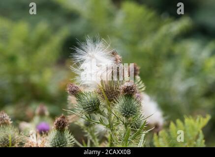 Semi di Spear Thistle (Cirsium vulgare) Foto Stock