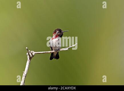 Bee Hummingbird (Mellisuga helenae) maschio adulto appollaiato sul ramoscello, uccello più piccolo del mondo, penisola cubana endemica di Zapata, provincia di Matanzas, Cuba Foto Stock