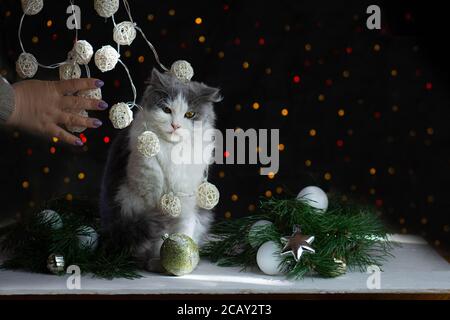 Cat posa in ornamenti natalizi e nastro. Gatto carino di Natale. Gatto sull'albero di Natale. Il gatto distrugge il Natale Foto Stock