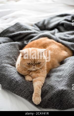 Gatto shorthair esotico posato sul letto. Divertente gatto zenzero con faccia grumpy Foto Stock