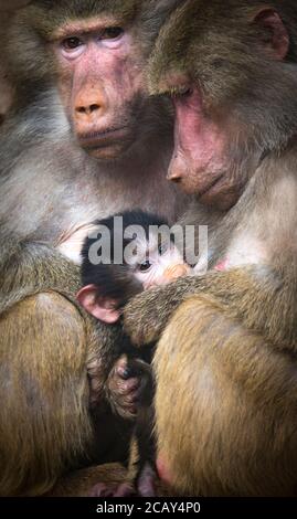 Un ritratto closeup di una scimmia colorata gialla bianca grigio baboon sacro papio hamadryas primate famiglia maschio femmina bambino seduto allo zoo, Th Foto Stock