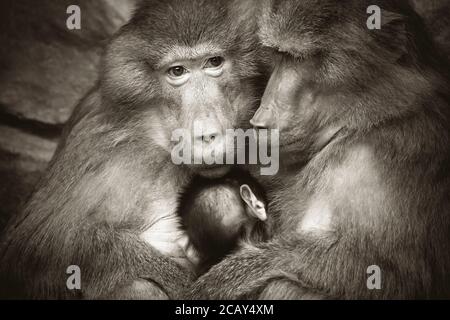 Un ritratto closeup di una scimmia colorata gialla bianca grigio baboon sacro papio hamadryas primate famiglia maschio femmina bambino seduto allo zoo, Th Foto Stock