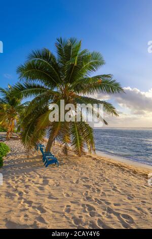 Sedie da spiaggia e palme, Grand Cayman Island Foto Stock
