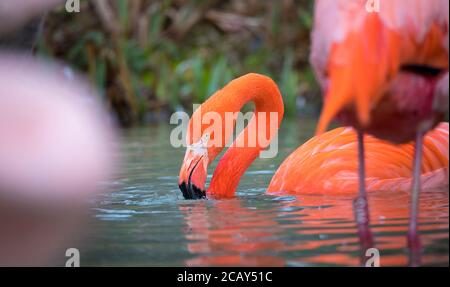 Flamingo uccello primo piano profilo vista, bellissimo piumaggio, testa, lungo neg, becco, occhio nei suoi dintorni e l'ambiente con sfondo d'acqua, schizzi i Foto Stock