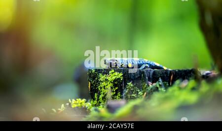 Salamander fuoco in ambiente naturale, habitat naturale, primo piano, fauna selvatica, Salamandra salamandra, Repubblica Ceca, Europa, la migliore foto Foto Stock