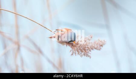 Bella scena naturale con Bearded Parrotbill Panurus biarmicus. Fauna selvatica sparata di Parrotbill Bearded Panurus biarmicus sull'erba, inverno, seduta Foto Stock