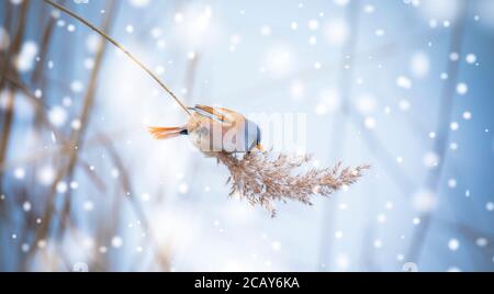 Bella scena naturale con Bearded Parrotbill Panurus biarmicus. Fauna selvatica sparata di Parrotbill Bearded Panurus biarmicus sull'erba, inverno, seduta Foto Stock