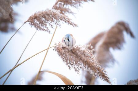 Bella scena naturale con Bearded Parrotbill Panurus biarmicus. Fauna selvatica sparata di Parrotbill Bearded Panurus biarmicus sull'erba, inverno, seduta Foto Stock