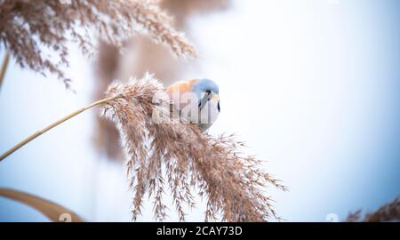 Bella scena naturale con Bearded Parrotbill Panurus biarmicus. Fauna selvatica sparata di Parrotbill Bearded Panurus biarmicus sull'erba, inverno, seduta Foto Stock
