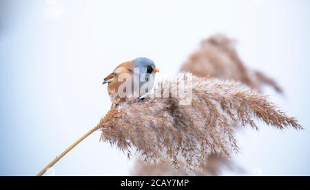 Bella scena naturale con Bearded Parrotbill Panurus biarmicus. Fauna selvatica sparata di Parrotbill Bearded Panurus biarmicus sull'erba, inverno, seduta Foto Stock