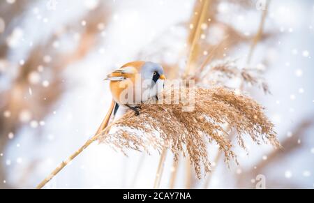 Bella scena naturale con Bearded Parrotbill Panurus biarmicus. Fauna selvatica sparata di Parrotbill Bearded Panurus biarmicus sull'erba, inverno, seduta Foto Stock