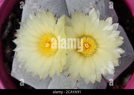 Primo piano di due fiori gialli di catco Foto Stock