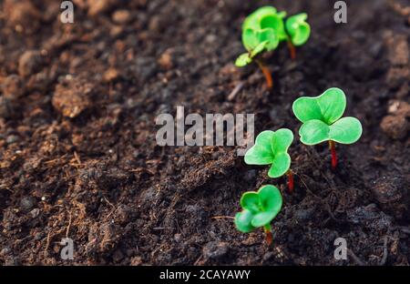 Crescita di ravanello. Giovani pianta ravizzone in giardino. Messa a fuoco selettiva. Spazio per il testo. Foto Stock