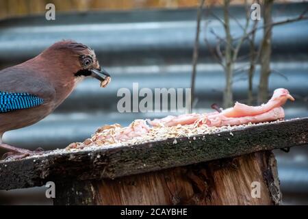 Bird is eating seeds. Nature wildlife scene. Foto Stock