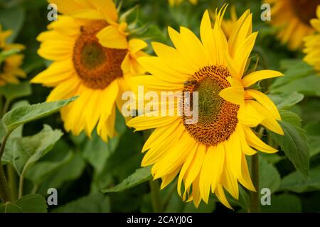 Un campo di girasoli crogiolarsi al sole del pomeriggio. Foto Stock