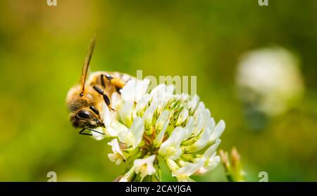 Primo piano di ape di miele sul fiore di trifoglio nel campo verde. Sfondo verde. Foto Stock