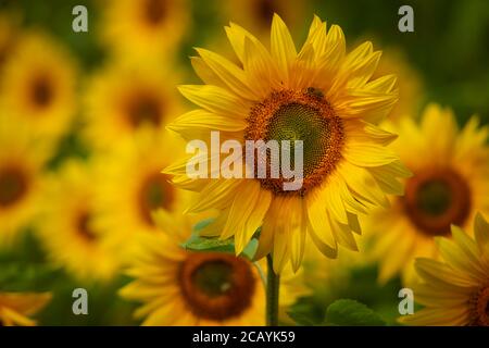 Un campo di girasoli crogiolarsi al sole del pomeriggio. Foto Stock