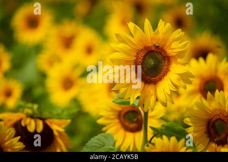 Un campo di girasoli crogiolarsi al sole del pomeriggio. Foto Stock