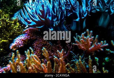 Bella barriera corallina colorata e anemoni marini in luce incredibile, tutti brillano di colore, la foto migliore Foto Stock