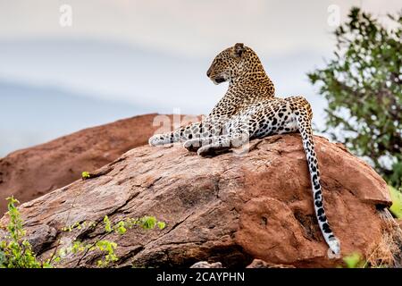 Leopardo riposante su roccia Foto Stock