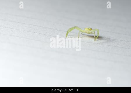 Faccia su basso angolo orizzontale intero corpo super macro immagine di un nero piede giallo sacco ragno su carta foderata in interni. Ampio spazio per la copia. Foto Stock
