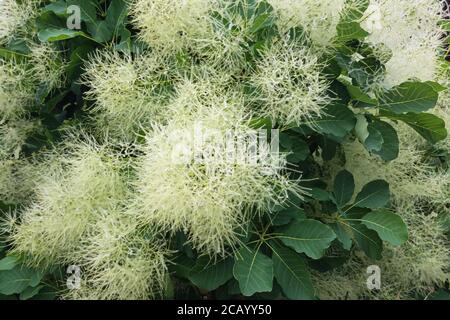 Affumicatura europea in fiore, Cotinus coggygria o Rhus cotinus in fiore primo piano Foto Stock