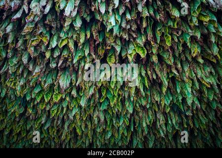 Foglie di tabacco essiccamento in un granaio Foto Stock