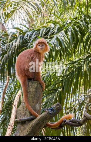 L'immagine di primo piano di Javan lutung (Trachypithecus auratus), nota anche come lutung ebano e langur giavanese, è una scimmia del Vecchio mondo Foto Stock