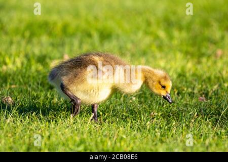 Canada Goose (Branta canadensis) gossings mangiare e alla ricerca di foof in primavera, orizzontale Foto Stock