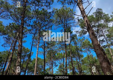 Alberi di pino su un plantaion in una foresta vicino a Bordeaux sotto il cielo blu. Foto Stock