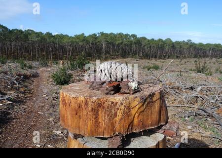 Torre simbolica di legno su un'area di taglio netto nella foresta con pini tagliati come una forma di deforestazione che contribuisce al cambiamento climatico. Foto Stock