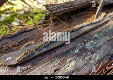 Thaumetopea pinivora, il processivo di pino orientale che cammina sulla corteccia di pino. Foto Stock