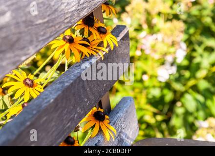 Fiori susan dagli occhi marroni visti attraverso le stecche di una panchina di legno in una giornata estiva di sole a Pittsburgh, Pennsylvania, USA Foto Stock