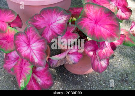 Rosebud, una foglia rosa e verde fantasia caladium. Il Caladium è un genere di piante da fiore della famiglia degli Araceae. Foto Stock