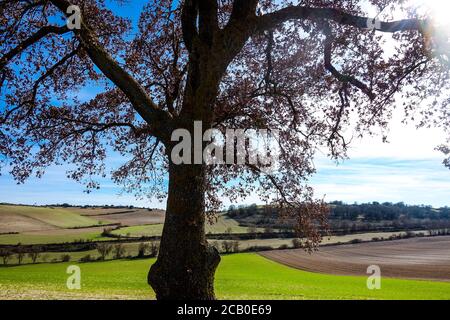 Albero e campi- la via francese di `Camino de Santiago` in inverno. Pellegrinaggi nel loro viaggio attraverso la Spagna. Foto Stock