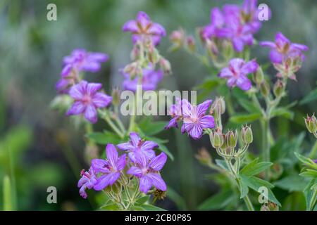 Sticky Geranium, una specie di fiori di Cranesbedle sono minuscoli fiori viola che crescono nel Parco Nazionale di Yellowstone, Wyoming. Messa a fuoco selettiva Foto Stock