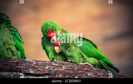 Il ritratto del cortigliero Psittacara frontatus nella luce del pomeriggio. Pappagallo sudamericano con fronte rosso seduto su un ramo. La migliore p Foto Stock