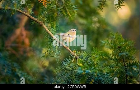 goldcrest seduto sul ramoscello d'abete Regulus regulus più piccolo songbird europeo nell'habitat naturale. Il goldcrest è un uccello passerino molto piccolo dentro Foto Stock