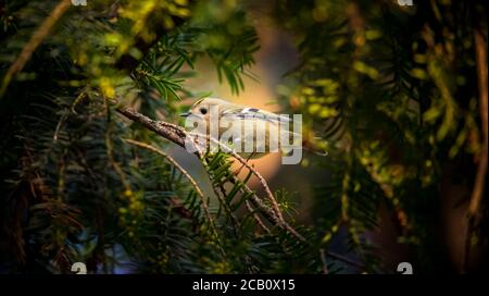 goldcrest seduto sul ramoscello d'abete Regulus regulus più piccolo songbird europeo nell'habitat naturale. Il goldcrest è un uccello passerino molto piccolo dentro Foto Stock