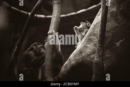 Un gruppo di giovani macaque macaco macaca nemestrina della coda di maiale del Sud, scimmie del Vecchio mondo di medie dimensioni. Sfondo di foresta scuro. Zoo di Praga. La foto migliore. Foto Stock