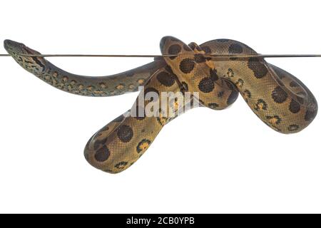 Anaconda verde (Eunectes murinus), conosciuto anche come anaconda gigante, anaconda comune, boa d'acqua comune o sucuri Foto Stock