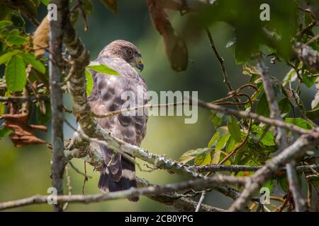 Falco ad alata larga (Buteo platypterus), Icononzo, Tolima, Colombia Foto Stock