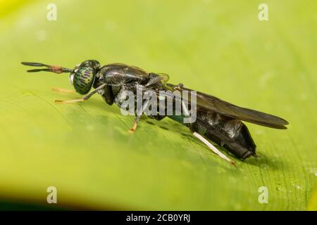 La mosca nera del soldato (Hermetia illucens), una mosca comune e diffusa della famiglia degli Stratiomyidae. Icononzo, Tolima Colombia Foto Stock